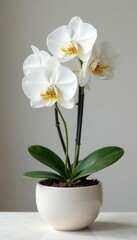 White Phalaenopsis orchid in modern ceramic pot, beauty, nature, texture