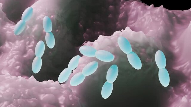 Acetobacter is a genus of aerobic, Gram-negative bacteria best known for converting ethanol to acetic acid, making them vital for vinegar production but also potential spoilage agents in other alcohol