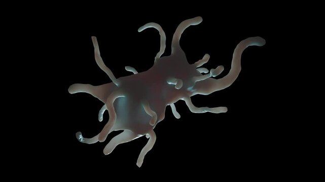 Amoeba proteus is a large, well-known species of single-celled amoeboid protozoan. 1  It is commonly found in freshwater environments like ponds and slow-moving streams