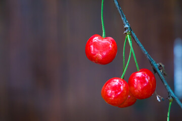 Cherries on a branch on a wooden background. Copy space.