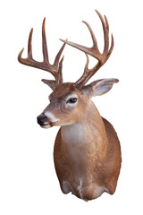 An eleven point antlers whitetail deer buck mount isolated on a white background
