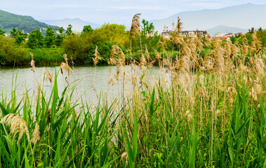 Ornithological park is located in Adler (Sirius). Tranquil view of large pond with tall golden reeds gently swaying in wind, framed by lush greenery and distant mountains under soft cloudy sky.