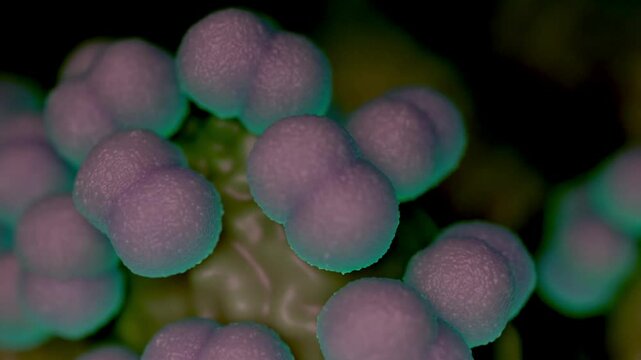 Faecal bacteria, generally found in the intestines and are beneficial to digestion