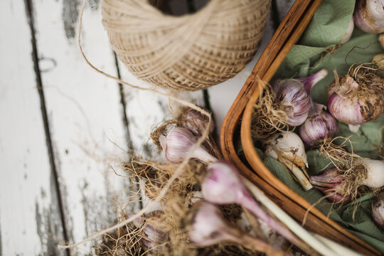 Close-up shot of organic garlic on table