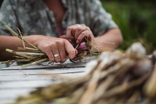 Midsection of woman tying garlic bunch