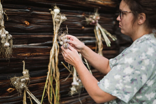 Woman hanging garlic bunch on wooden wall for drying