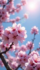 Obraz premium Blooming cherry blossom in full bloom under sunny sky, blossom, cherry blossoms, garden