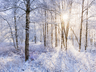 Trees covered in snow in winter forest at sunny day