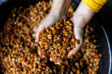 manual selection hand of farmer sort out coffee honey process