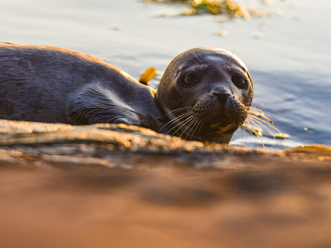 Portrait of Harbor Seal at shore