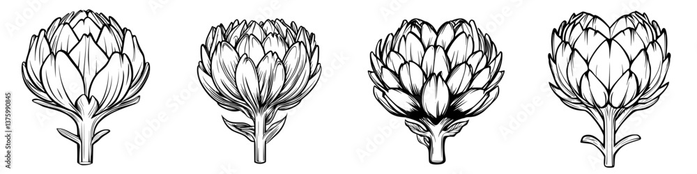 Poster detailed illustrations of artichokes displaying various angles and stages of development in a botani