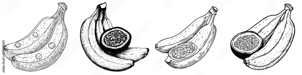 Poster detailed illustration of various banana types showcasing their unique characteristics and structures