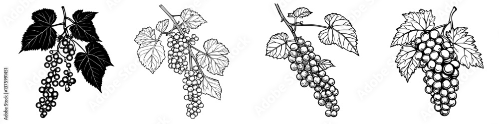 Poster various designs of grape clusters showing different stages of ripening on vine leaves in a vineyard 