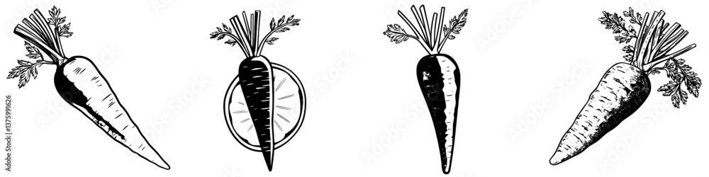 Poster illustrations of different types of carrots on a plain background showcasing their unique characteri
