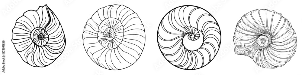 Poster unique collection of nautilus shells showcasing intricate patterns and details in black and white