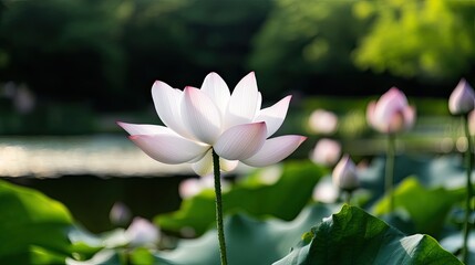 A vibrant pink lotus flower flourishes in the heart of a lush green pond, illuminated by gentle sunlight through the leaves