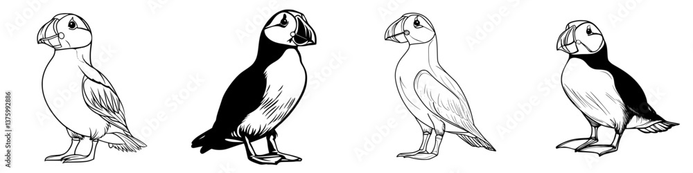 Poster various sketches of puffins showing different poses and characteristics at a coastal location during