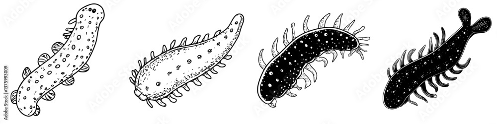 Poster detailed drawings of various types of aquatic creatures showcasing their unique features and forms i