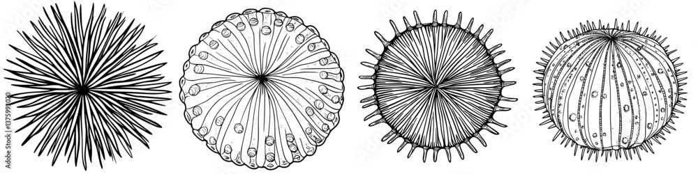 Poster intricate designs of echinoderms found in coastal waters illustrating their unique shapes and textur