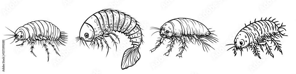 Poster detailed illustrations of various types of crustaceans showcasing distinct body structures and chara