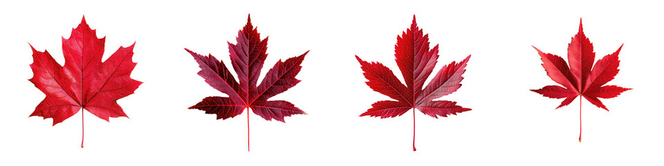 A collection of vibrant richly colored red maple leaves symbolizing the beautiful autumn season