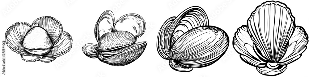 Poster various types of clams and shells displayed on a white background with intricate details