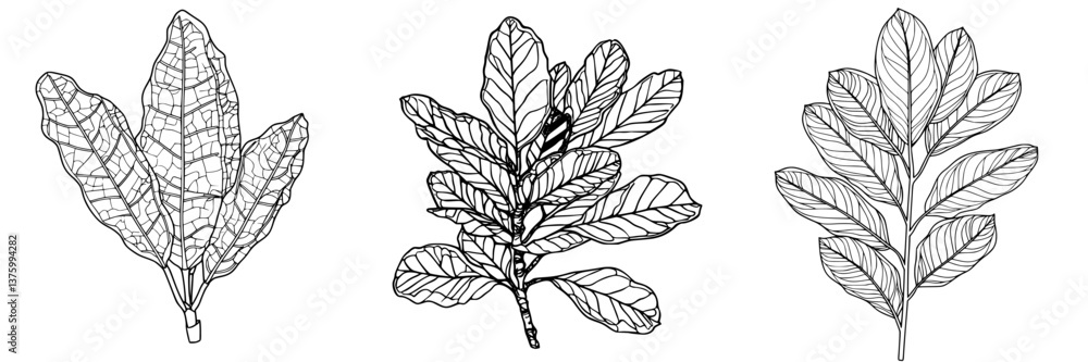 Poster explore the intricate details of three different leaf types sketched with precision on a white backg