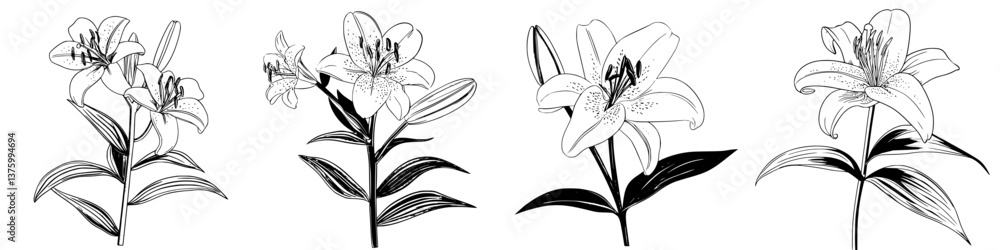 Poster beautiful black and white sketches of lilies in various stages of bloom displayed on a simple white 