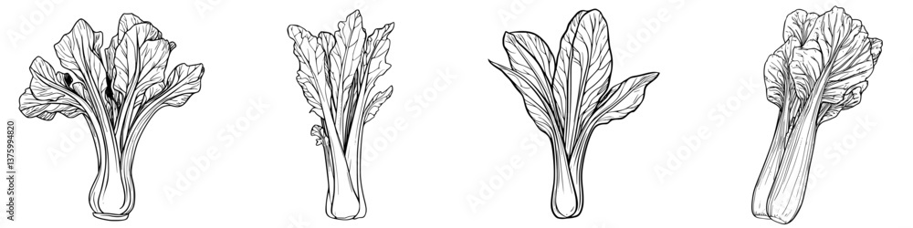Poster detailed illustration of various types of celery showcasing different shapes and textures in a botan