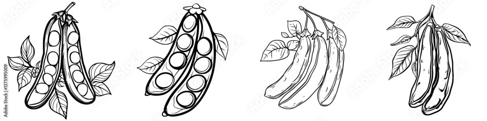 Poster detailed line art of different types of peas and bananas with leaves on a plain background for desig