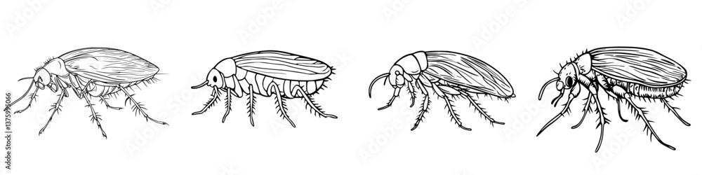Poster detailed illustrations of various stages of flea development showcasing distinct physical characteri
