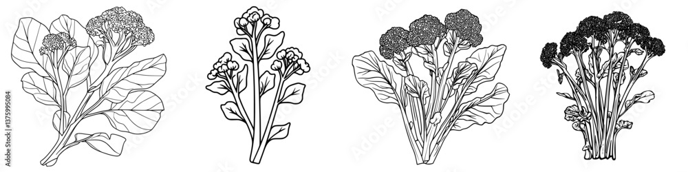 Poster different varieties of broccoli displayed in a botanical illustration style showcasing their distinc