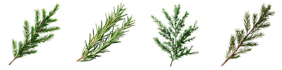 Fototapeta premium Vibrant evergreen pine tree branches with lush green needles