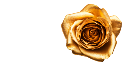 Gold rose flower, petals, blooming, luxury, beauty, metallic, rich, cut out transparent