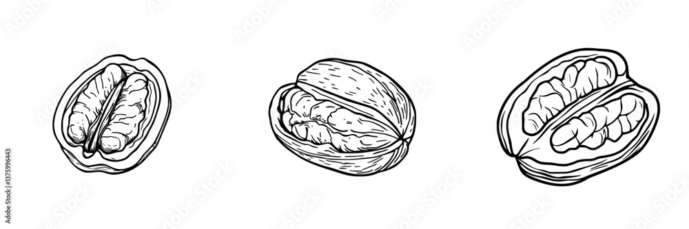 Aufkleber detailed illustration of walnuts showing their rich texture and structure in three variations on a w