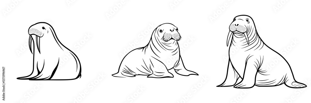 Poster three distinct walrus illustrations showcasing different postures and expressions in a monochrome st