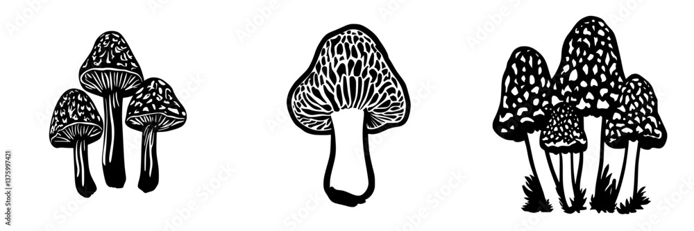 Poster detailed illustrations of various types of mushrooms with distinct shapes and textures displayed on 
