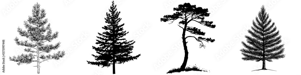 Poster various types of evergreen trees outlined in black against a white background showcasing different s