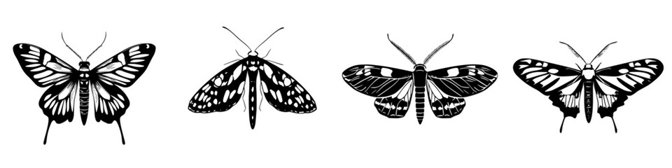 Various species of butterflies and moths in black and white illustration displayed side by side with detailed wing patterns