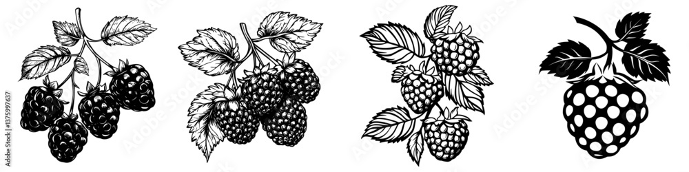 Poster illustrations of fresh blackberries with detailed leaves and branches in a botanical style suitable 