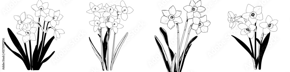 Poster artistic sketches of daffodils showcasing various styles and arrangements in a black-and-white desig