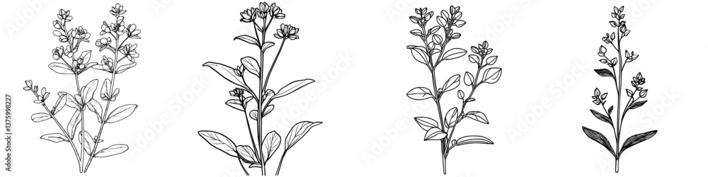 Poster sketches of flowering plants in a botanical design display showcasing various stages of growth in a 