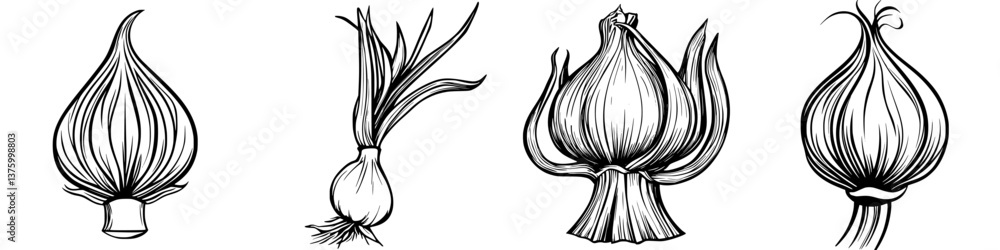 Poster detailed illustrations of various types of onions showcasing their unique shapes and appearances in 
