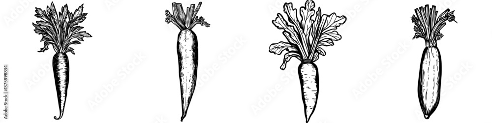 Aufkleber illustrations of different types of carrots with varying details and leafy tops in a minimalist styl