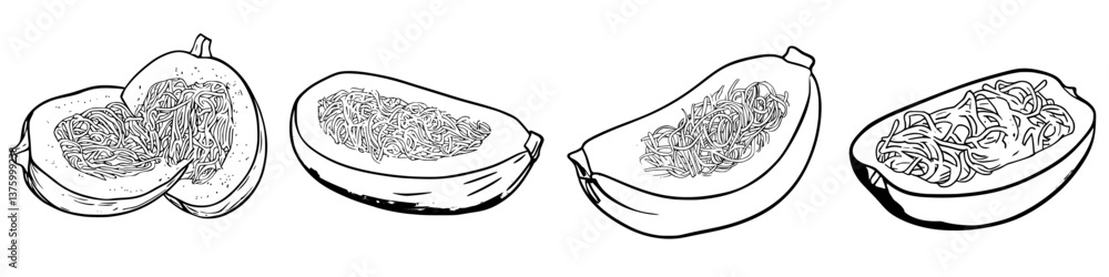 Poster illustration of various squash varieties displaying seeds and flesh in cross-section view