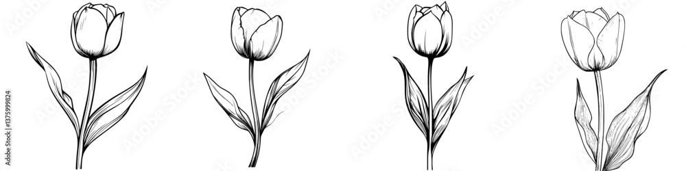 Poster various sketches of tulips showcasing different angles and details in botanical art style