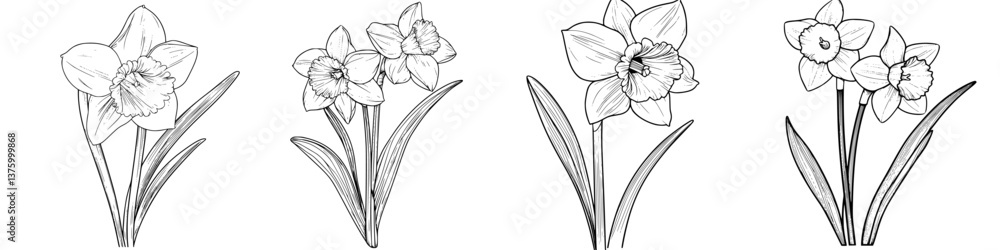 Poster daffodil flowers displayed in a row showcasing different stages of bloom in a garden setting during 