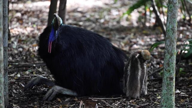 Cassowary and baby