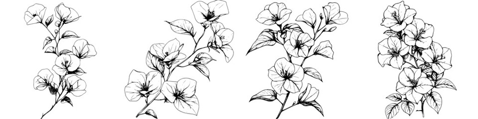 Detailed black and white sketches of bougainvillea flowers showcasing their unique features and forms