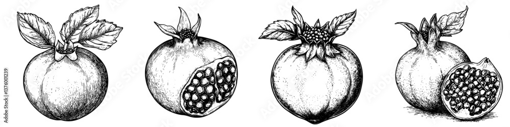 Poster sketches of pomegranate fruits showcasing different stages and details in a minimalist style on a wh